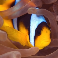 klaun špičatopruhý - Amphiprion bicinctus