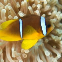 klaun špičatopruhý - Amphiprion bicinctus