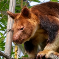 klokan Goodfellowův - Dendrolagus...