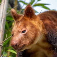 klokan Goodfellowův - Dendrolagus...