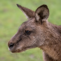 klokan obrovský - Macropus giganteus