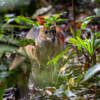 klokan znamenaný - Thylogale stigmatica