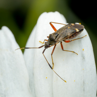 klopuška rozšířená - Closterotomus...