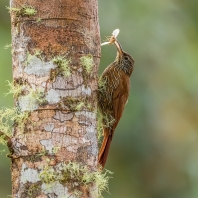 klouzálek horský - Lepidocolaptes lacrymiger