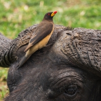 klubák žlutozobý - Buphagus africanus