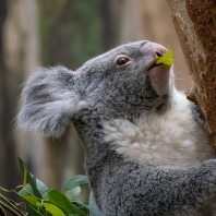 koala - Phascolarctos cinereus