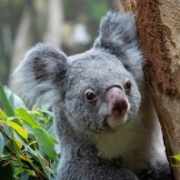 koala - Phascolarctos cinereus
