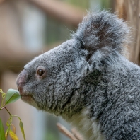 koala - Phascolarctos cinereus