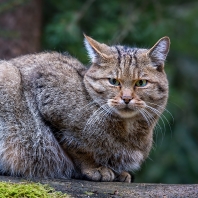 kočka divoká - Felis silvestris