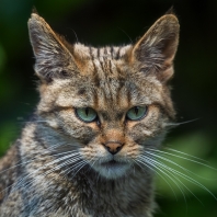 kočka divoká - Felis silvestris