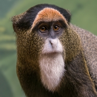 kočkodan Brazzův - Cercopithecus neglectus