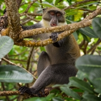 kočkodan diadémový - Cercopithecus mitis