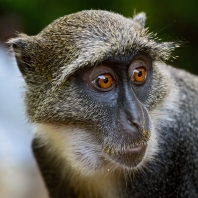 kočkodan diadémový - Cercopithecus mitis