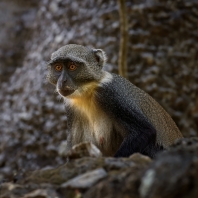 kočkodan diadémový - Cercopithecus mitis