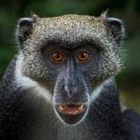 kočkodan diadémový - Cercopithecus mitis