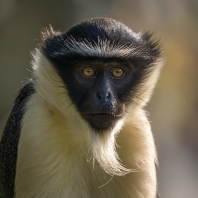 kočkodan Rolowayův -  Cercopithecus roloway