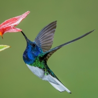 kolibřík bělokrký - Florisuga mellivora