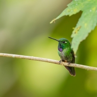 kolibřík Benjaminův - Urosticte benjamini