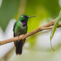 kolibřík Benjaminův - Urosticte benjamini