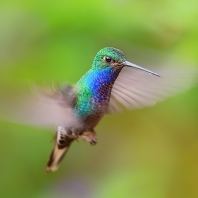 kolibřík Bouguerův - Urochroa bougueri