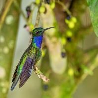 kolibřík černoprsý - Heliodoxa schreibersii