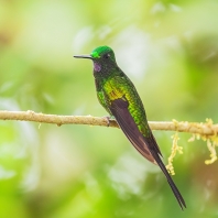 kolibřík císařský - Heliodoxa imperatrix