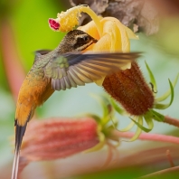 kolibřík dlouhoocasý - Phaethornis syrmatophorus