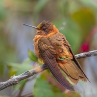 kolibřík duhovohřbetý - Aglaeactis...