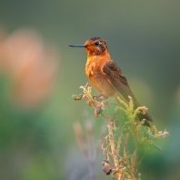 kolibřík duhovohřbetý - Aglaeactis cupripennis