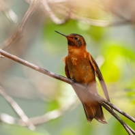 kolibřík duhovohřbetý - Aglaeactis...