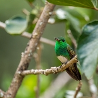 kolibřík Edwardův - Saucerottia edward