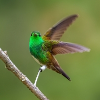 kolibřík Edwardův - Saucerottia edward
