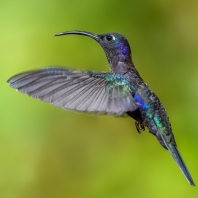 kolibřík fialkový - Campylopterus hemileucurus