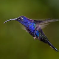 kolibřík fialkový - Campylopterus...