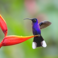 kolibřík fialkový - Campylopterus...