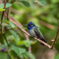 kolibřík fialovohlavý - Klais guimeti