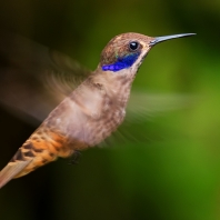 kolibřík fialovouchý - Colibri delphinae