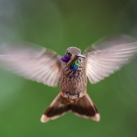 kolibřík fialovouchý - Colibri delphinae