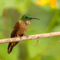 kolibřík hnědobřichý - Heliodoxa rubinoides