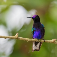 kolibřík hyacintový - Boissonneaua jardini
