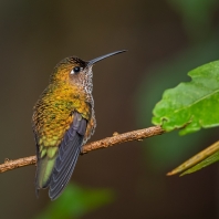 kolibřík kropenatý - Leucippus hypostictus