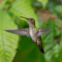 kolibřík kropenatý - Leucippus hypostictus