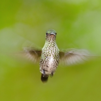 kolibřík kropenatý - Leucippus hypostictus