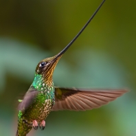 kolibřík mečozobec - Ensifera ensifera