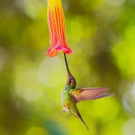 kolibřík mečozobec - Ensifera ensifera