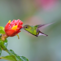 kolibřík měděnohlavý - Elvira cupreiceps