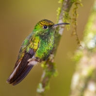 kolibřík měděnohlavý - Elvira cupreiceps