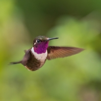 kolibřík Mitchellův - Calliphlox mitchellii