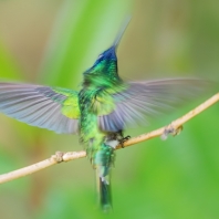 kolibřík modrolící - Colibri coruscans