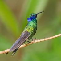 kolibřík modrolící - Colibri coruscans